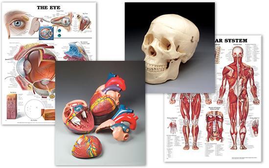 Anatomical Charts